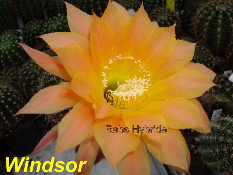 Bilder 2012/Windsor.jpg 